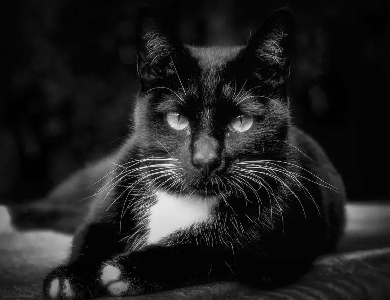 The Spiritual Meaning of Black and White Cats; All You Need To Know
