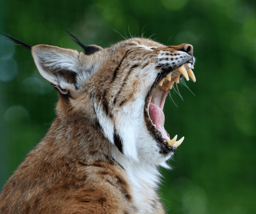 What Does A Bobcat Symbolize In Dreams