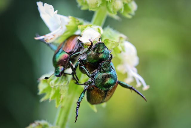 What Do June Bugs Symbolize?