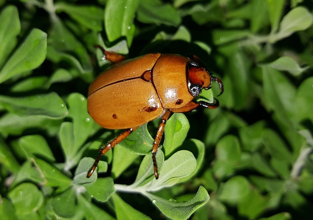 What Does A June Bug Mean In A Dream?