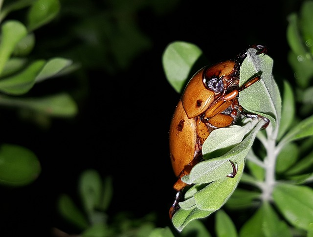 What Do June Bugs Do To Humans?