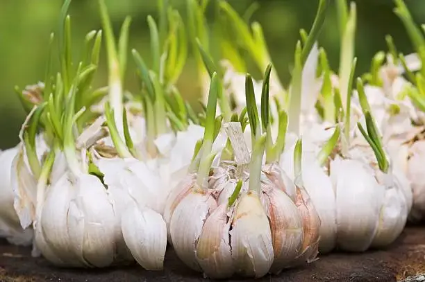 What Does Garlic Symbolize In Literature?
